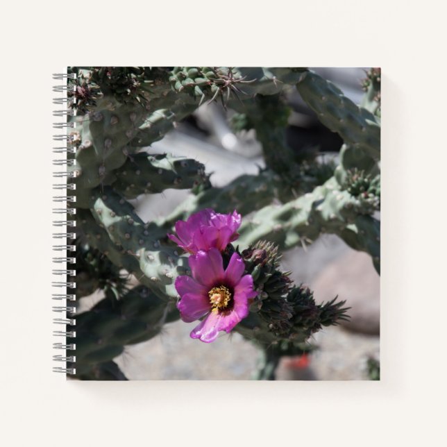 Challa Cactus in bloom  Notebook (Front)