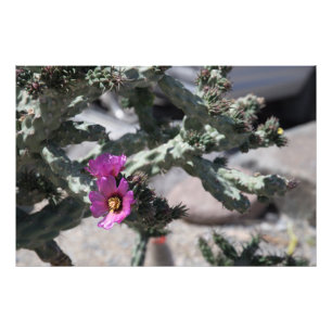 Challa Cactus in bloom Photo Print