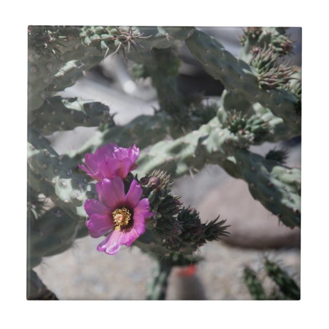 Challa Cactus in bloom  Tile (Front)