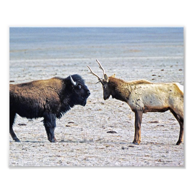 Challenge Elk vs. Buffalo 8x10 Photo Print (Front)
