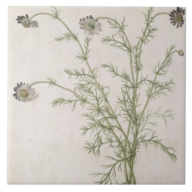 Chamaemelum nobile Allioni, c.1568 Tile (Front)