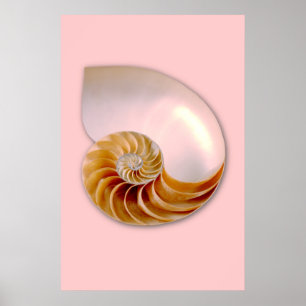 Chambered Nautilus Poster