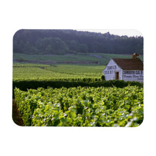 Chambertin Clos de Beze Grand Cru vineyard with Magnet