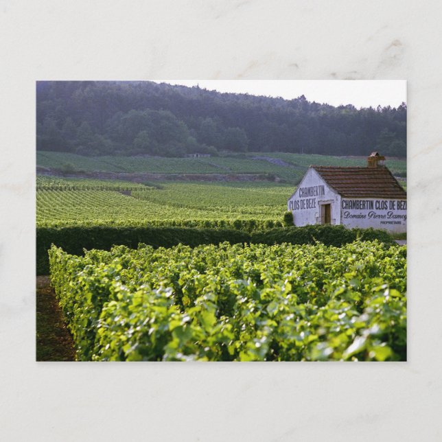 Chambertin Clos de Beze Grand Cru vineyard with Postcard (Front)