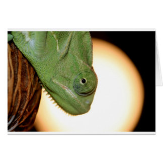 chameleon