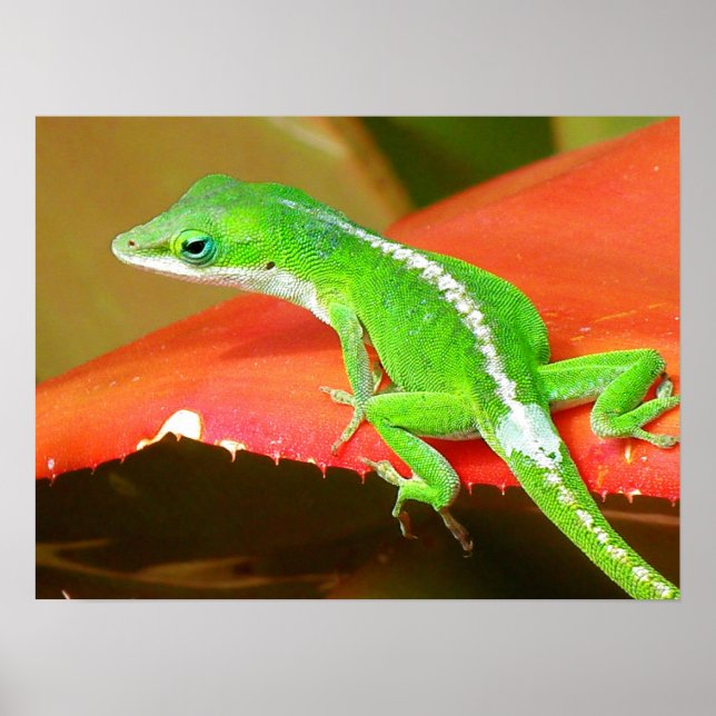 Chameleon 1 poster (Front)