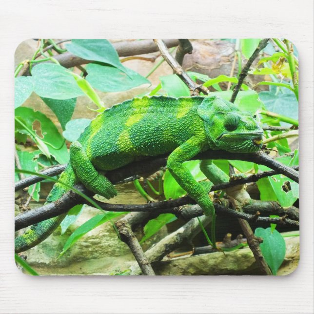 Chameleon animal mouse mat (Front)