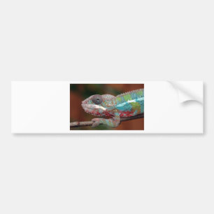 chameleon bumper sticker