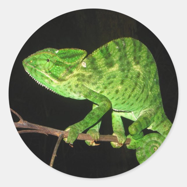 Chameleon (Chamaeleo zeylanicus) Classic Round Sticker (Front)