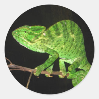 Chameleon (Chamaeleo zeylanicus) Classic Round Sticker