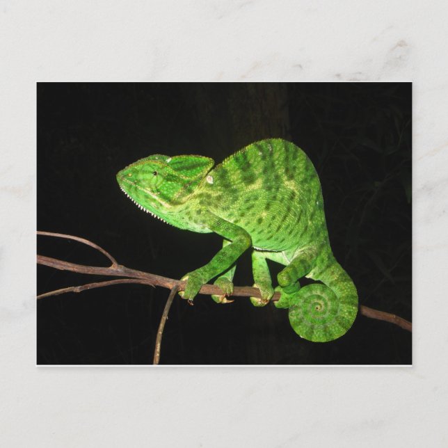 Chameleon (Chamaeleo zeylanicus) Postcard (Front)