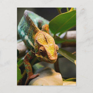 Chameleon coming forward postcard