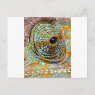Chameleon Eye Mod Stylish Animal Postcard