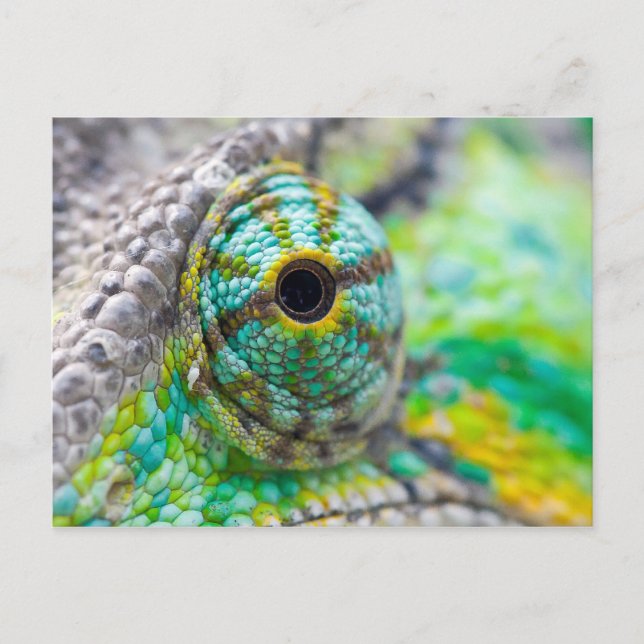 Chameleon eye postcard (Front)