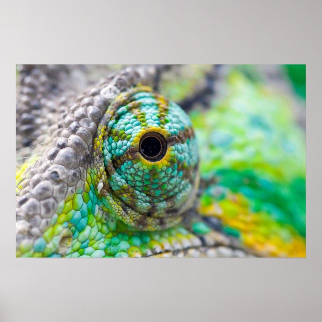Chameleon eye poster (Front)