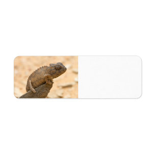 Chameleon in Namibia