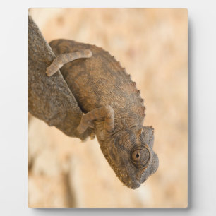 Chameleon in Namibia Plaque