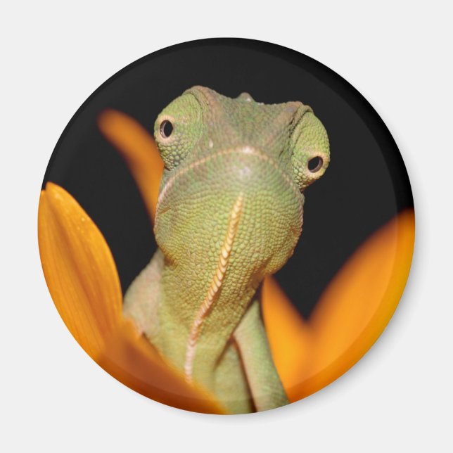 chameleon magnet (Front)