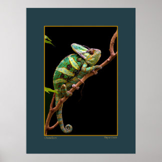 Chameleon on Branch Poster