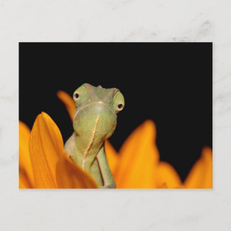 chameleon postcard