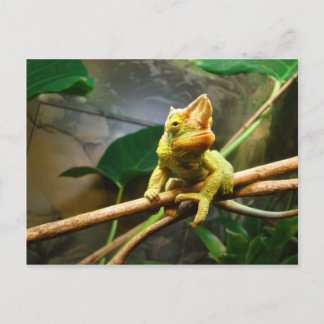 Chameleon Postcard