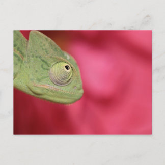 chameleon postcard