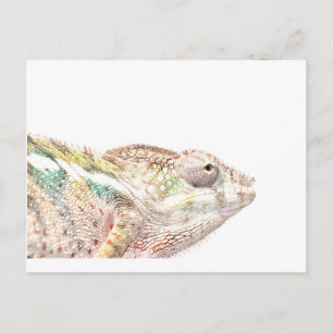 chameleon postcard