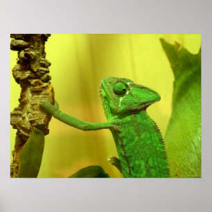 chameleon poster