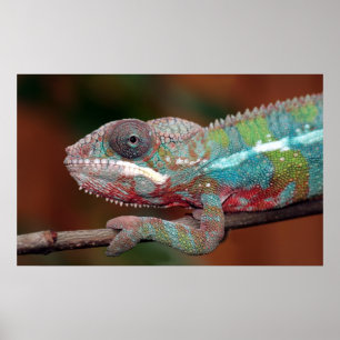 chameleon poster