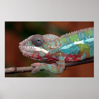 chameleon poster