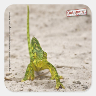 Chameleon Square Sticker