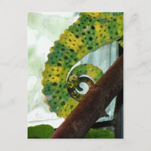 Chameleon Tail Postcard