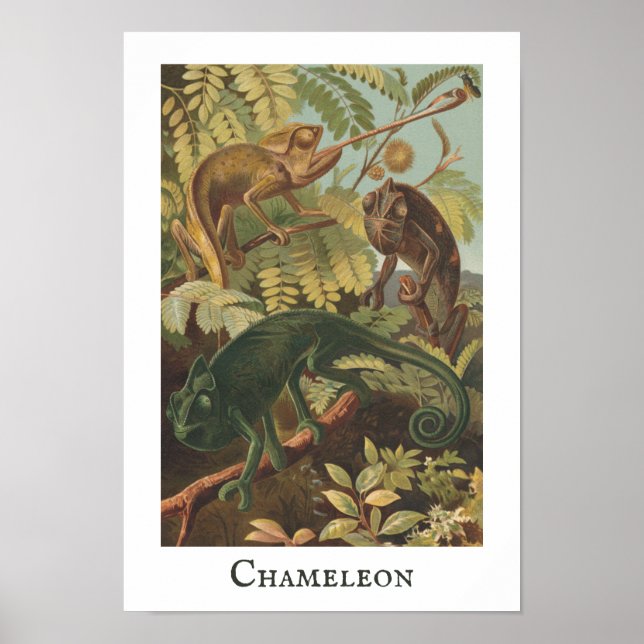 Chameleon Vintage Print Poster (Front)