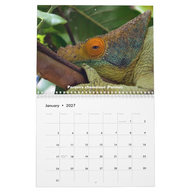 Chameleons of Madagascar Calendar (Jan 2027)