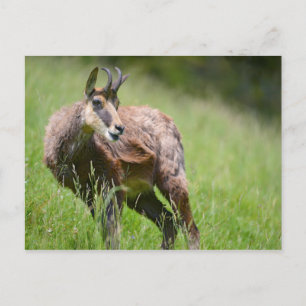 Chamois in the grass postcard