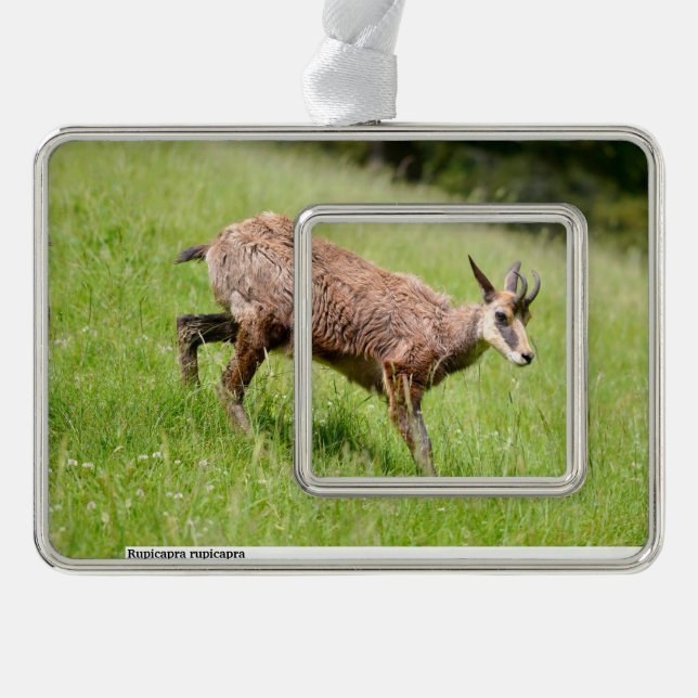 Chamois walking on grass postcard silver plated framed ornament (Front)
