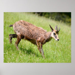 Chamois walking on grass postcard T-Shirt Coffee M Poster