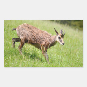 Chamois walking on grass postcard T-Shirt Coffee M Rectangular Sticker