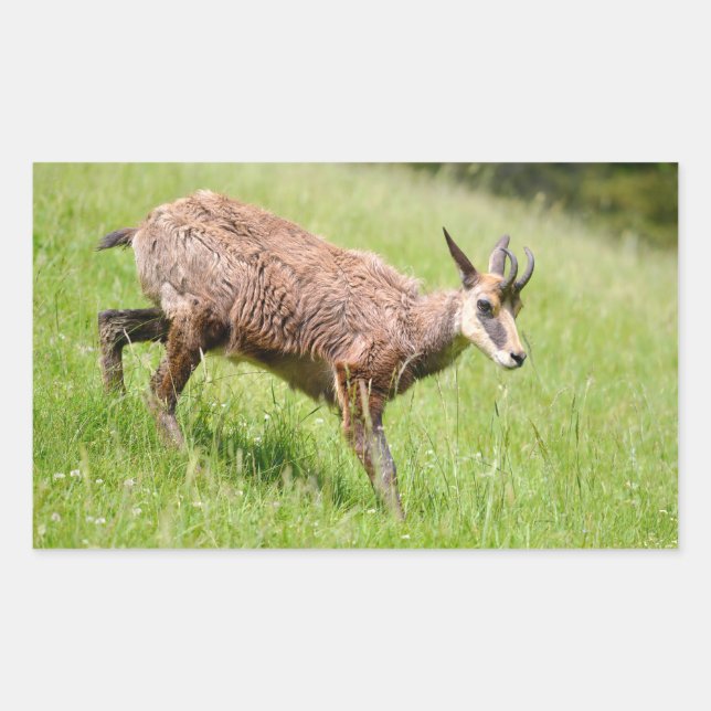 Chamois walking on grass postcard T-Shirt Coffee M Rectangular Sticker (Front)