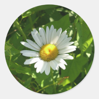 Chamomile Classic Round Sticker
