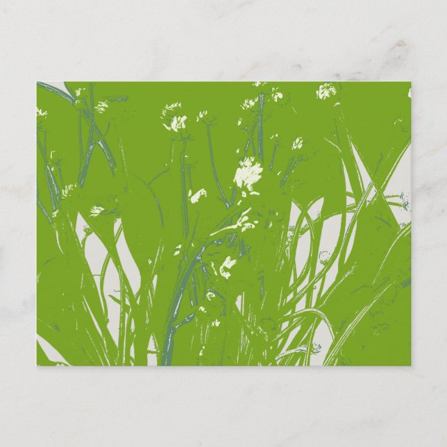 chamomile field green postcard (Front)