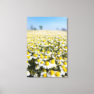 Chamomile Field, Hungary Canvas Print