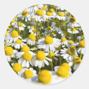 Chamomile Field, Hungary Classic Round Sticker