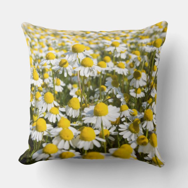 Chamomile Field, Hungary Cushion (Front)