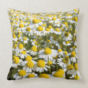 Chamomile Field, Hungary Cushion