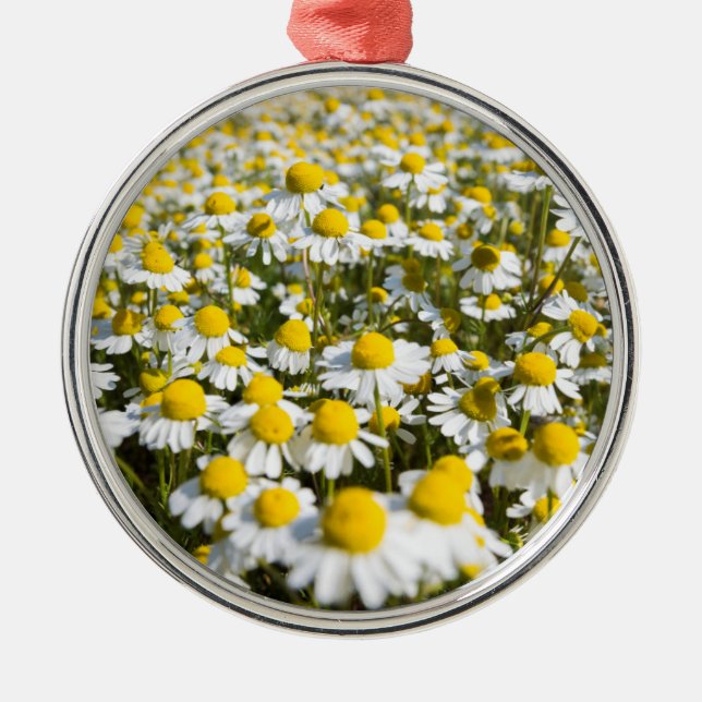 Chamomile Field, Hungary Metal Tree Decoration (Front)