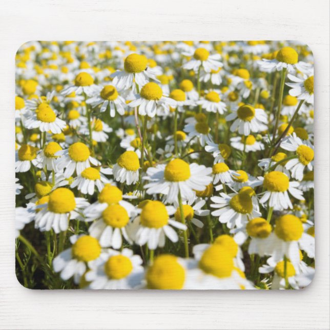 Chamomile Field, Hungary Mouse Mat (Front)