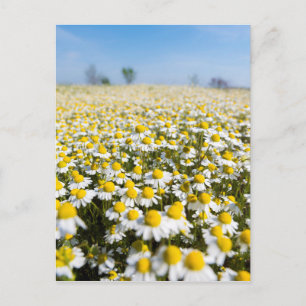 Chamomile Field, Hungary Postcard