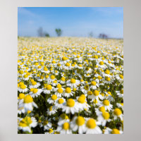 Chamomile Field, Hungary