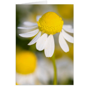 Chamomile flower close-up, Hungary